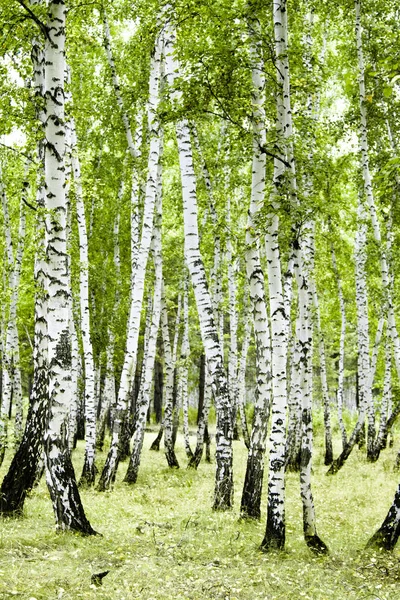 Huş Ağacı Orman Yaz Manzara — Stok fotoğraf