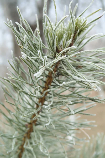 Spruce Needles Needles Close — Stock Photo, Image