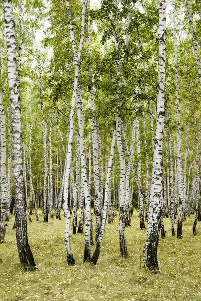 Birch Forest Autumn Landscape — Stock Photo, Image