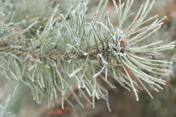 Spruce Needles Needles Close — Stock Photo, Image