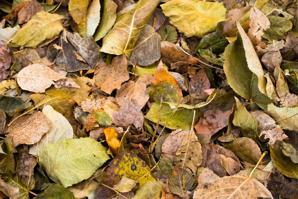 Umgestürzte Graugelbe Blätter Von Bäumen Hintergrund — Stockfoto