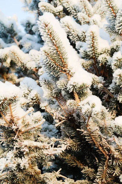 Зимова Ялина Снігу — стокове фото