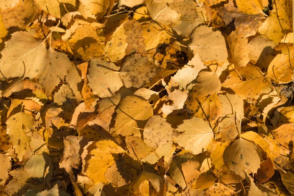 Gelbe Blätter Liegen Auf Dem Boden — Stockfoto
