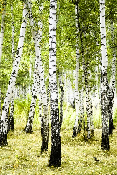 白桦林夏季景观 — 图库照片