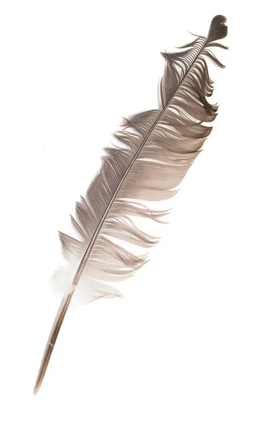 Φτερό Πουλιού Λευκό Φόντο — Φωτογραφία Αρχείου