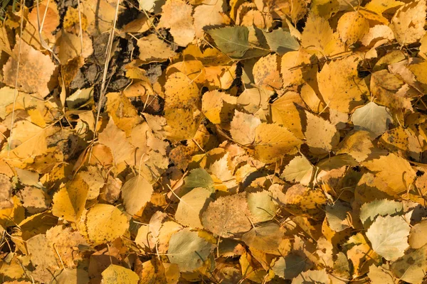Żółte Liście Leżą Tle Ziemi — Zdjęcie stockowe