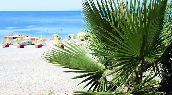 Palm Bomen Zee Landschap Zomer — Stockfoto