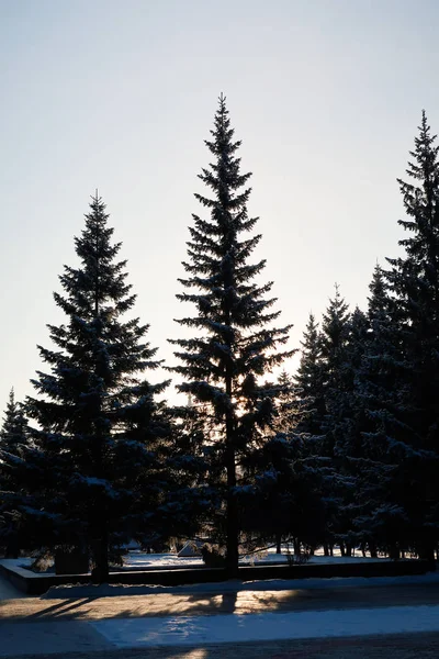 Abeto Árbol Invierno Nieve —  Fotos de Stock