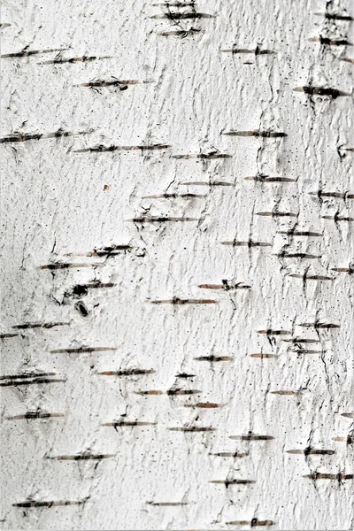 白桦树皮背景纹理 — 图库照片