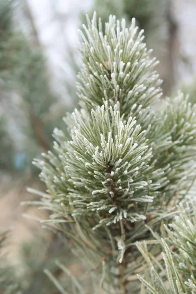 Spruce Needles Needles Close — Stock Photo, Image