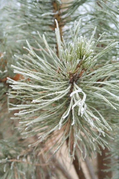 Spruce Needles Needles Close — Stock Photo, Image