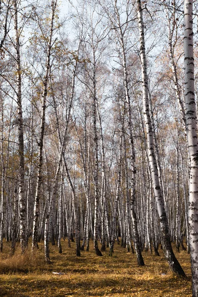 Hösten Björkskogen Utan Lämnar — Stockfoto