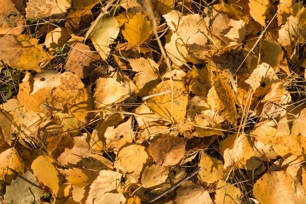 Żółte Liście Leżą Tle Ziemi — Zdjęcie stockowe