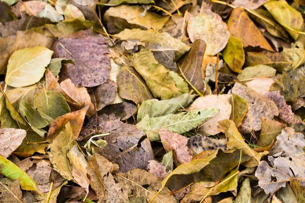 Feuillage Jaune Gris Tombé Des Arbres Fond — Photo