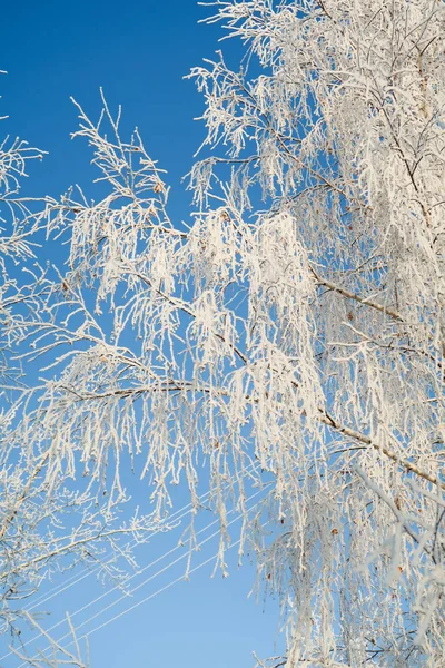 Drizzle Branches Trees Sky Landscape — Stock Photo, Image