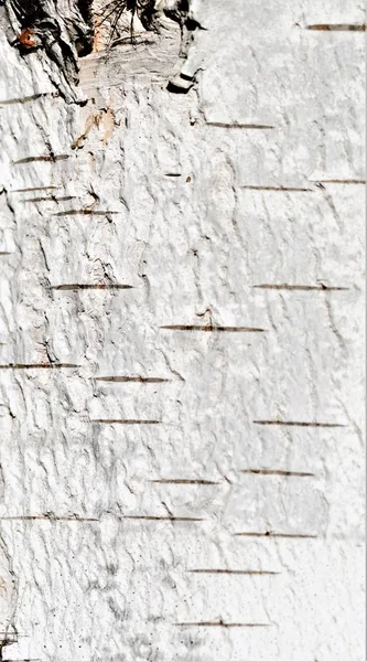白桦树皮背景纹理 — 图库照片