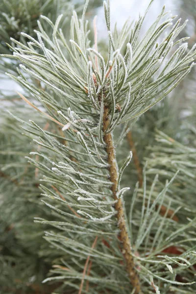 Spruce Needles Needles Close — Stock Photo, Image