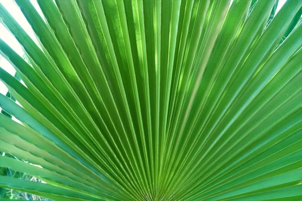 green leaves palms sky landscape