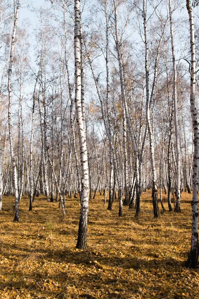 Herbst Birkenwald Ohne Blätter — Stockfoto
