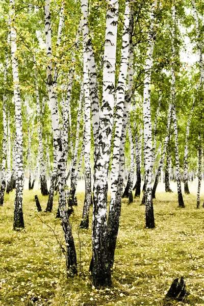 白桦林秋季景观 — 图库照片