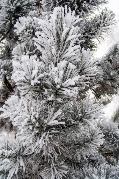 the snow on the needles of the fir trees close up
