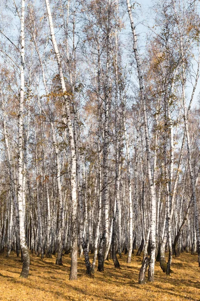 Outono Floresta Vidoeiro Sem Folhas — Fotografia de Stock