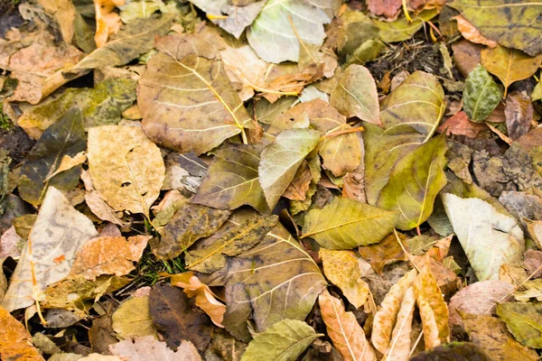 Feuillage Jaune Gris Tombé Des Arbres Fond — Photo