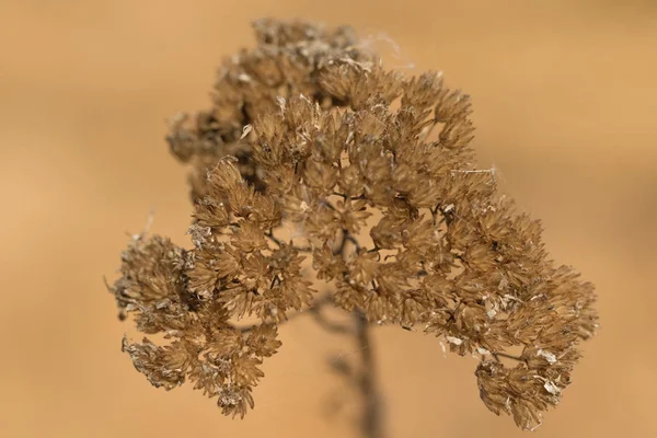 Dried Plants Flowers Autumn Grass — Stock Photo, Image