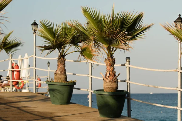 Palmboom Pot Het Strand — Stockfoto