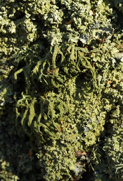 Lichene Muschio Corteccia Albero — Foto Stock