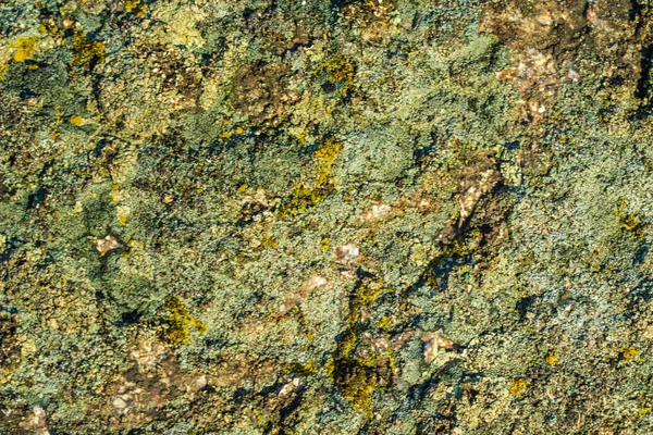 Moss Stone Background — Stock Photo, Image