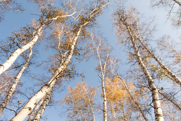 Осінній Березовий Ліс Листя — стокове фото