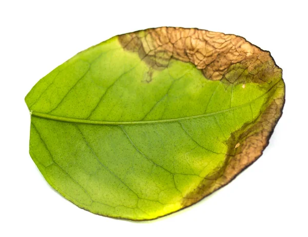 Зеленый Лист Дерева Белом Фоне — стоковое фото