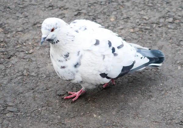 地球の秋の野生の鳩 — ストック写真