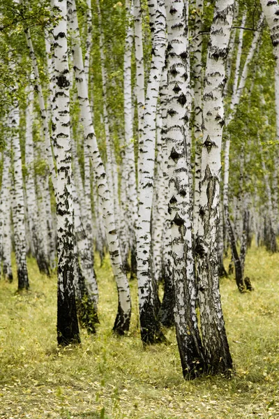 Björk Skog Höstlandskap — Stockfoto