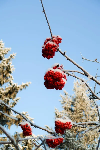 Mountain Ash Snow Sky — Stock Photo, Image