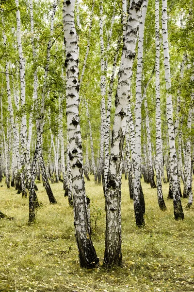 白桦林秋季景观 — 图库照片