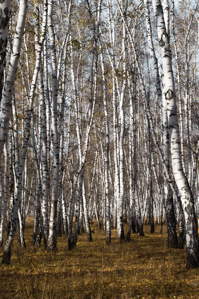 Hösten Björkskogen Utan Lämnar — Stockfoto