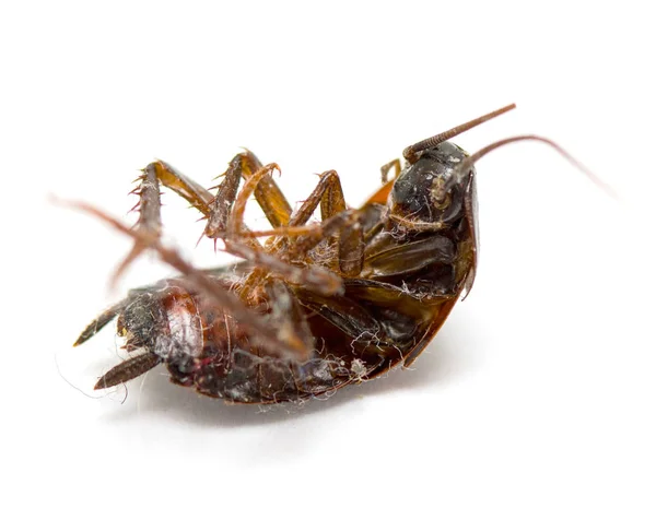 Dead Cockroach White Background — Stock Photo, Image