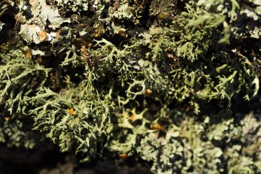 Ağaç kabuğu üzerinde liken yosun