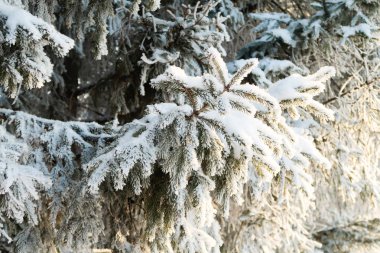 Kış Ladin ağacı karda