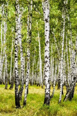 huş ağacı orman yaz manzara
