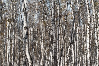 Sonbahar huş ağacı orman olmadan bırakır