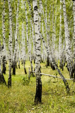 huş ağacı orman sonbahar manzara