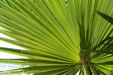 yeşil yaprakları avuç içi manzara gökyüzü