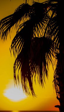 fon ve palmiye ağaçlarının karşı günbatımı