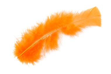 Beyaz arka plan üzerinde renkli kuş tüyü