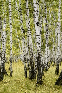 huş ağacı orman sonbahar manzara