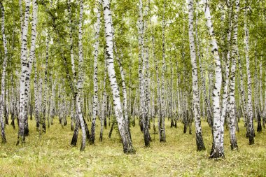 huş ağacı orman yaz manzara