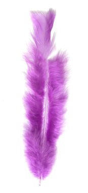 Beyaz arka plan üzerinde renkli kuş tüyü